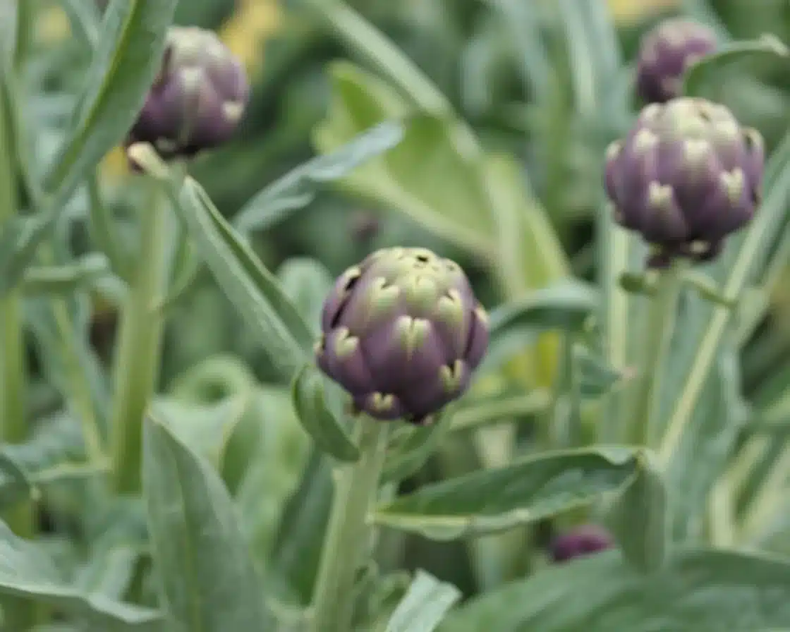 Healthy Akkermansia Recipe for gut health and digestion improvement.